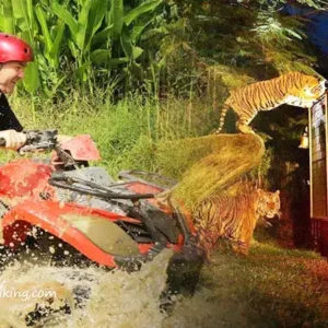 Tiger Buggy Ride