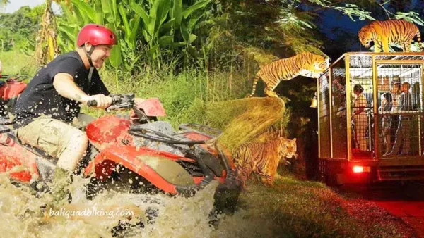 Tiger Buggy Ride
