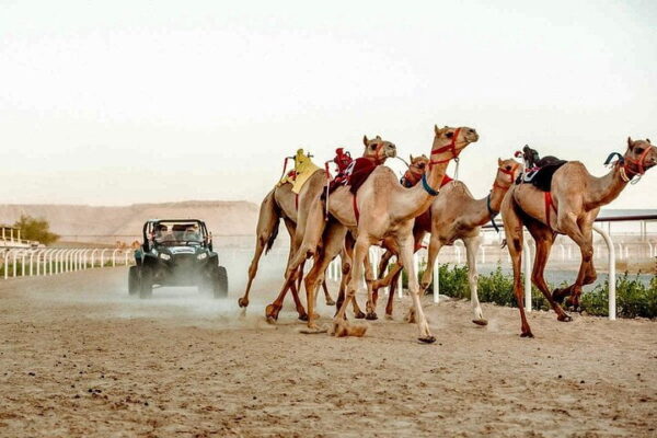 Camel Desert Ride